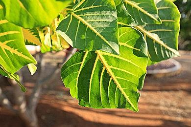 《指怒对决》Steam页面上线 支持简体中文