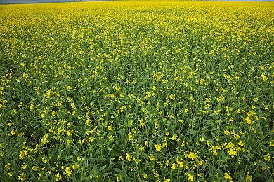 维京神话背景类暗黑动作游戏《巨人杀手：地狱大军》已推出试玩Demo